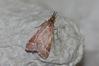 Synaphe punctalis