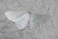 Idaea subsericeata