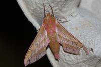 Deilephila elpenor