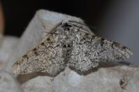 Biston betularia