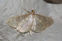 Patania ruralis
