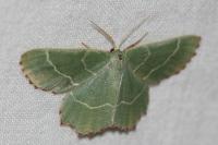 Thalera fimbrialis