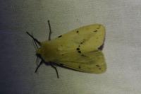 Spilarctia lutea