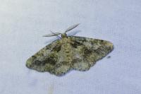 Cleorodes lichenaria