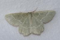 Thalera fimbrialis