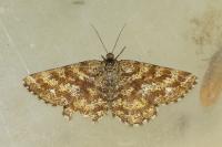 Ematurga atomaria