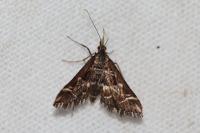 Diasemia reticularis