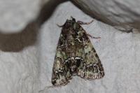 Polyphaenis sericata