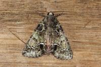Polyphaenis sericata