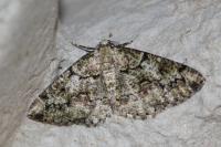 Cleorodes lichenaria