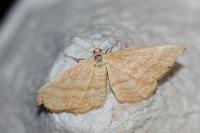 Idaea ochrata