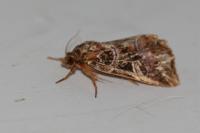 Callopistria juventina