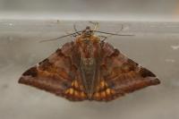 Euclidia glyphica