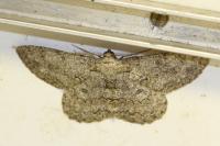 Hypomecis punctinalis
