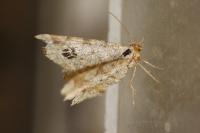 Macaria notata