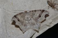 Macaria alternata