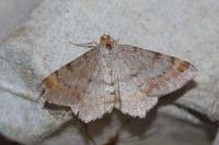 Macaria liturata
