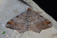 Macaria liturata