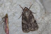 Acronicta rumicis