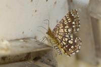 Chiasmia clathrata