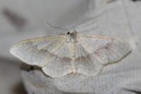 Idaea aversata
