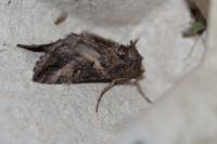 Autographa gamma