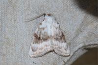 Meganola albula