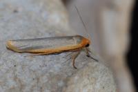Manulea complana