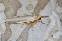 Manulea complana