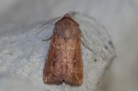Mythimna albipuncta