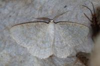 Cabera exanthemata