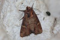 Mesapamea secalella/secalis