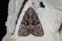 Mesapamea secalella/secalis