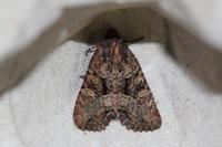Mesapamea secalella/secalis