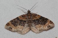 Xanthorhoe ferrugata