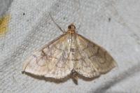 Anania verbascalis