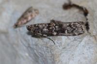 Dioryctria