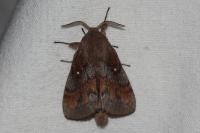 Dendrolimus pini pini