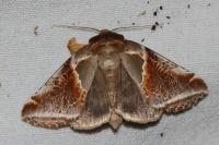 Habrosyne pyritoides
