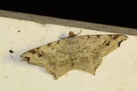 Macaria alternata