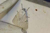 Acronicta leporina