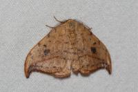 Drepana falcataria