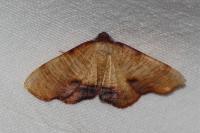 Plagodis dolabraria