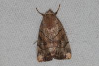 Cosmia trapezina