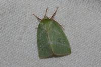 Pseudoips prasinanus