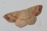Cyclophora punctaria