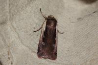 Ochropleura plecta
