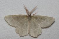 Thalera fimbrialis