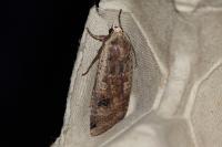 Noctua pronuba