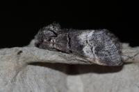 Drymonia querna